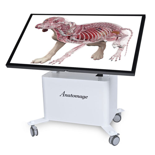 Anatomage Table EDU (Free demo), how to export data Anatomage Table EDU (Free demo), troubleshooting sync and import issues with recovery